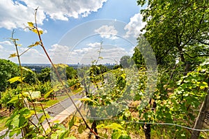 Vinyards in Frankfurt