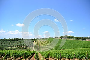 Vinyards and Olive trees landscape