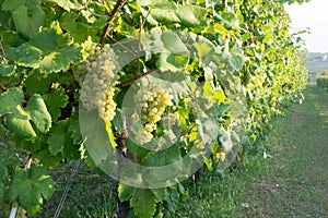 Grapes on vine in vineyard