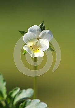 Viola arvensis (field pansy)