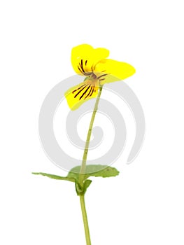 Viola biflora the alpine yellow violet on-white photo