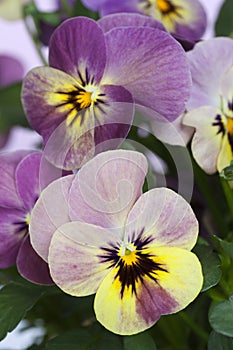Viola 'Caramella'
