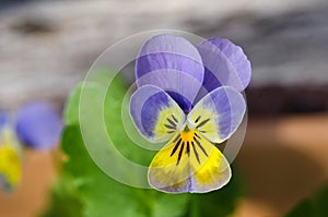 Viola close-up shot