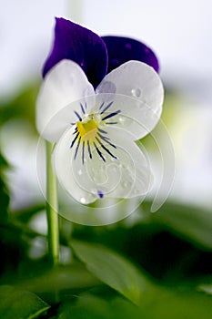 Viola Cornuta - April Showers photo