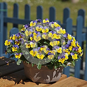 Viola cornuta blue and yellow in pot in spring