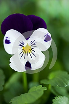 Viola Cornuta - Spring Perennials photo