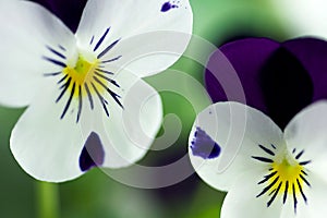Viola Cornuta - Spring Perennials photo