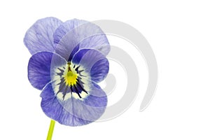 Viola cornuta flower