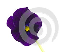 Viola cornuta flower