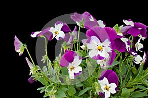 Viola cornuta flower