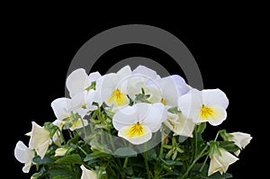 Viola cornuta flower