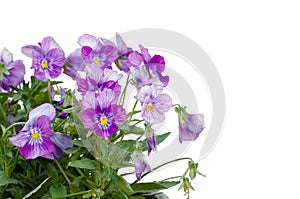 Viola cornuta flower