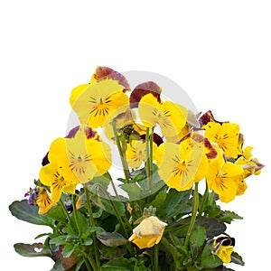 Viola cornuta flower