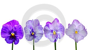 Viola cornuta flowers