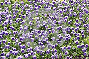 Viola cornuta flowers