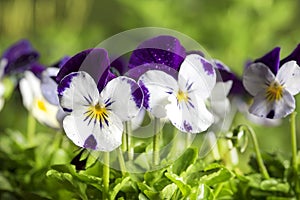 Viola Cornuta Pansies photo