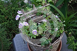 Viola cornuta \'Pink Halo\' blooms in May in pot with Hedera helix. Berlin, Germany