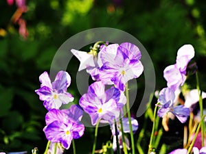 Viola cornuta 'Rebecca' photo