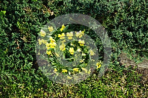 Viola cornuta \'Sorbet Babyface Yellow\' blooms in June. Berlin, Germany