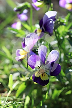 viola cornuta?Viola cornuta?