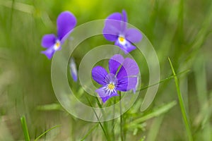 Viola declinata is an alpine perennial plant of the violet family, endemic to the Eastern Carpathians.