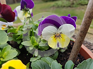 Viola flower Color in the garden in Storkow photo