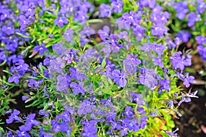 Viola flower field