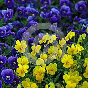 Viola Flowers