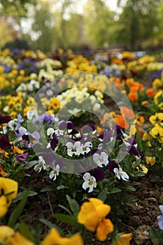 Viola flowers