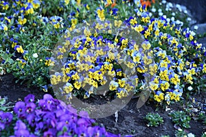 Viola flowers.