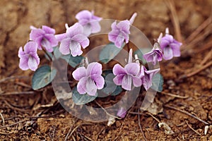 Viola flowers