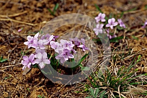 Viola flowers