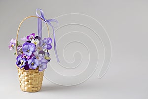 Viola flowers