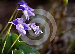 Viola flowers faced toward the sun.