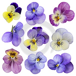 Viola flowers photo