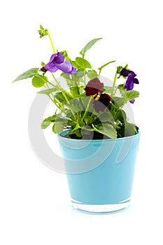 Viola flowers in pot