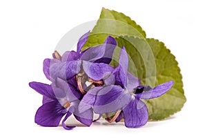 Viola Flowers ( Viola Reichenbachiana )