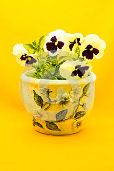 Viola flowers on a yellow background