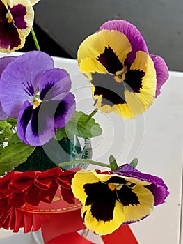 Violaceae Viola