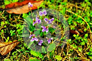 Viola has small violet flowers with purple stripes and obovate petals. photo