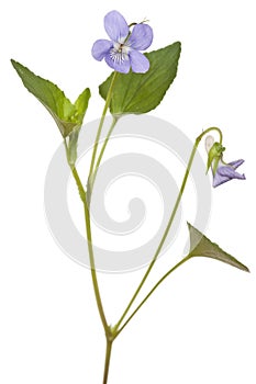 Viola odorata photo