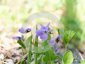 Viola odorata blooming in spring close-up.