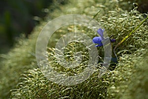 Viola odorata - common violet born in the grass with soft light,