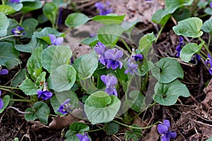 Viola odorata, common violet flowers closeup selective focus