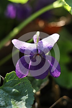 Viola odorata, commonly known as wood violet, is a species of flowering plant in the family Violaceae.