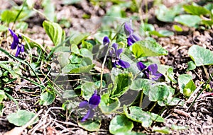 Viola odorata flower