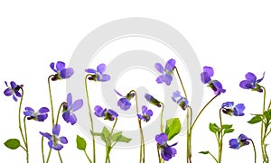 Viola odorata flowers