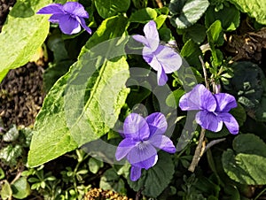 Viola odorata known as wood, sweet, English, common, florist`s, or garden violet