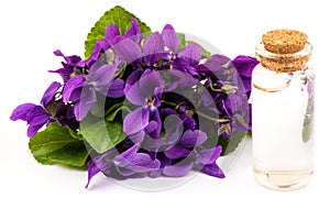 Viola odorata oil Sweet Violet, English Violet, Common Violet, or Garden Violet with fresh Viola odorata flowers. Wood Violet