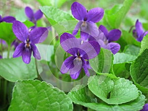 Viola odorata plants